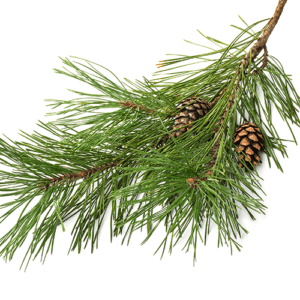 Raw pine