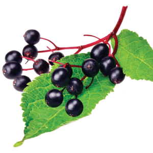 Raw elderberry