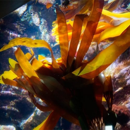 Raw kelp