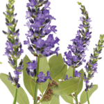 Raw lavender